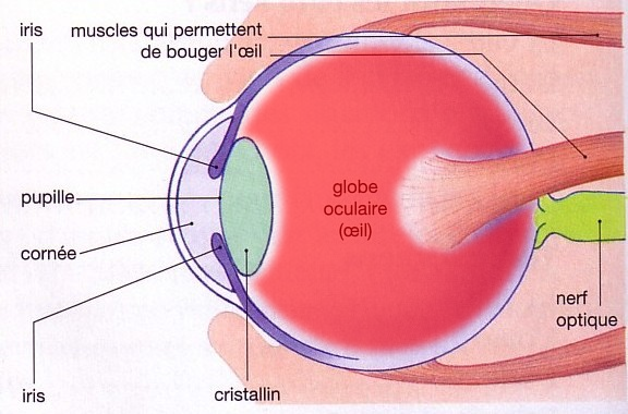Schma de l'oeil